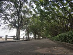 -大湾区中央湿地公园
