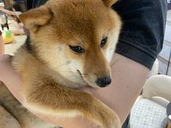 -逗柴咖啡屋·狗咖猫咖宠物桌游