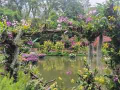 -深圳仙湖植物园