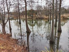 -上海长兴岛郊野公园