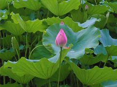 -荔湾湖公园