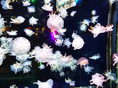 -太平洋海底世界