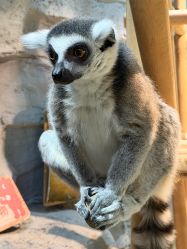 -Zoolung Zoolung动物主题公园(海信广场店)