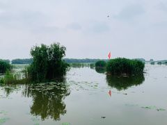 -洪湖生态旅游区