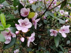 -杭州半山国家森林公园