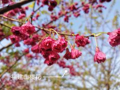 -顾村公园