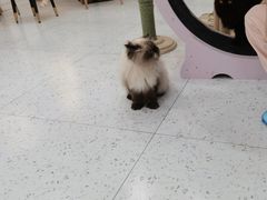 -喵园·猫主题咖啡厅·撸猫·猫咖(国贸店)