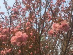 -济南国际园博园