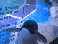 -上海海昌海洋公园