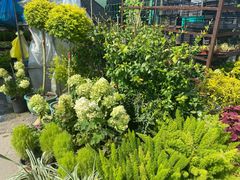 -龙大花卉苗木市场