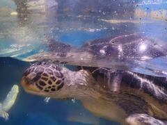 -烟台海昌鲸鲨海洋公园