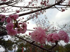 -天适樱花悠乐园