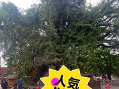 -大槐树寻根祭祖园