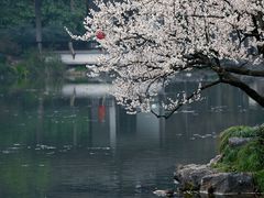 -杭州植物园