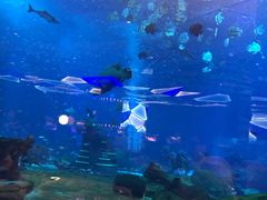 -亚特兰蒂斯•OSSIANO奥西亚诺海底餐厅