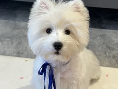 -萌宠之家·腊肠犬·马尔泰·小体犬舍