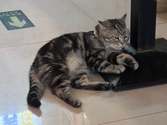 -平行世界·猫咖(首经贸店)