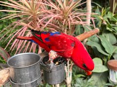 -南宫五洲植物乐园