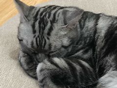 -猫和宫(六道口店)
