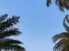 -野狸岛
