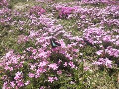 -昆山城市生态森林公园