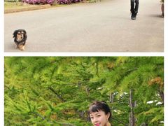 -富士山吉田線五合目