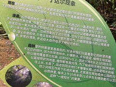 -西双版纳原始森林公园
