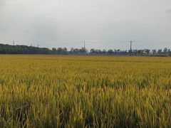 -嘉北郊野公园