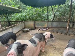 -海南热带野生动植物园