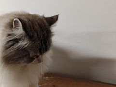 -柴迷FANS CLUB·柴犬狗咖·猫咖