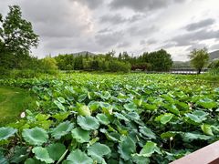 -长广溪湿地公园
