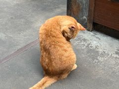 -肥仔文澳门猪骨煲(南京西路店)
