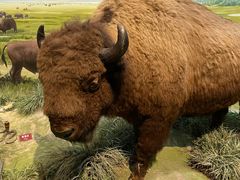 -陕西自然博物馆