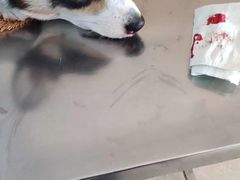 -宠福鑫康馨动物医院·骨科·眼科