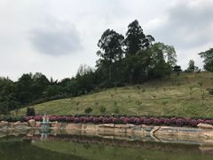 -都江堰玫瑰花溪谷