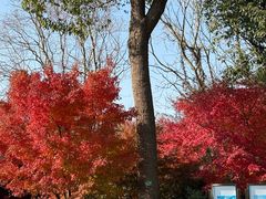 -上海海湾国家森林公园