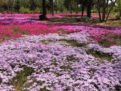 -莱阳濯村樱花园