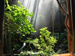 -绿光森林餐厅