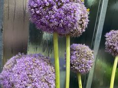 -三圣花乡旅游区