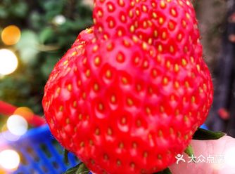 网上找到这家草莓园,就过去采草莓