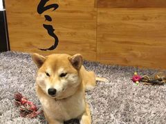 -柴务处·柴犬主题狗咖