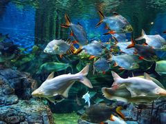 -上海海洋水族馆