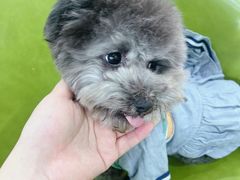 -唐小姐の猫狗洗护·购宠旗舰店(周浦万达店)