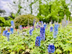 -铁山坪森林公园