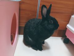 -宠物兔专门店(天丰利市场店)