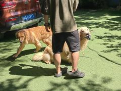 -宠物寄养训练学校