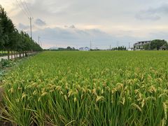 -上海青龙寺