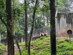 -中国大熊猫保护研究中心雅安碧峰峡基地