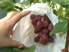 -马陆小张葡萄园农家乐