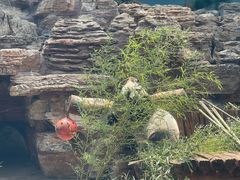 -石家庄市动物园